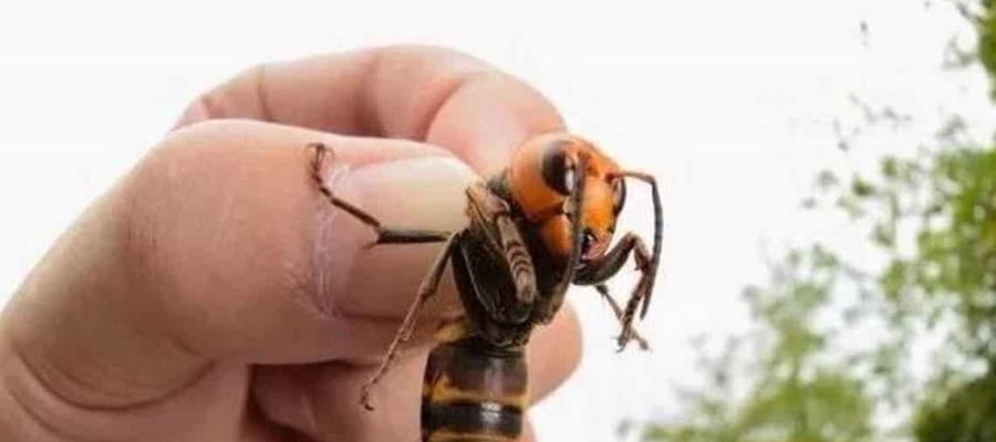 Asegura CONABIO que avispón asiático gigante no ha llegado a México Asegura CONABIO que avispón asiático gigante no ha llegado a México