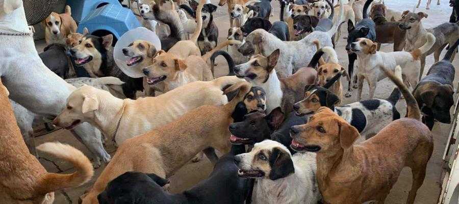 Caninos 911 lanza SOS por falta de alimento para el escuadrón Caninos 911 lanza SOS por falta de alimento para el escuadrón