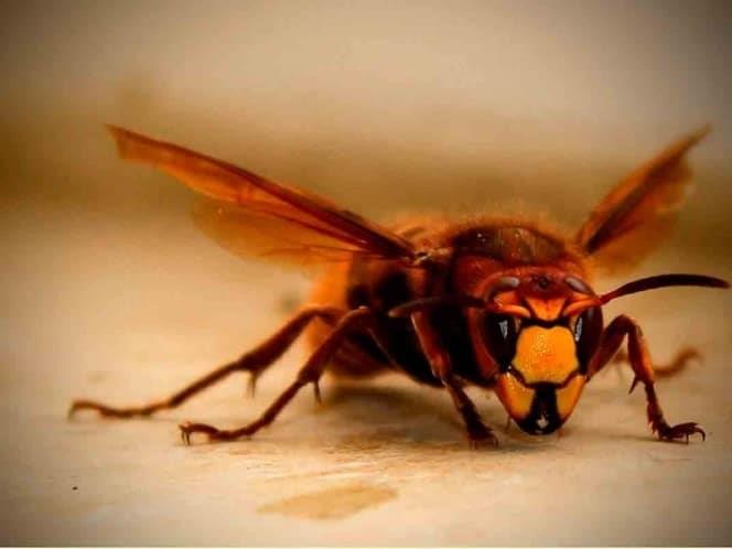 México activa protocolo de vigilancia para prevenir entrada del avispón gigante
