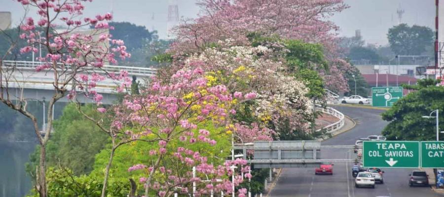 Sembrará Ayuntamiento de Centro 555 árboles en Villahermosa, como parte de un programa de reforestación