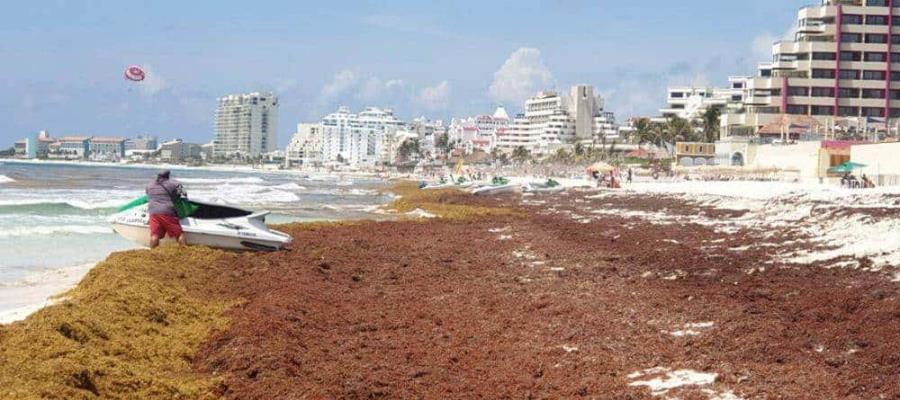 Descarta SEMAR llegada de sargazo a playas mexicanas en el mes de mayo