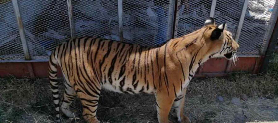 Asegura PROFEPA dos tigres de bengala en Tlaquepaque, Jalisco Asegura PROFEPA dos tigres de bengala en Tlaquepaque, Jalisco