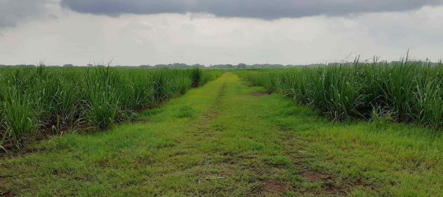 Apoya SEDAFOP con cañas a ganaderos afectados por estiaje