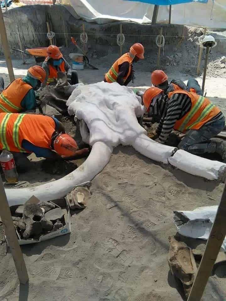 Encuentra el INAH restos de más de 60 mamuts en Santa Lucía