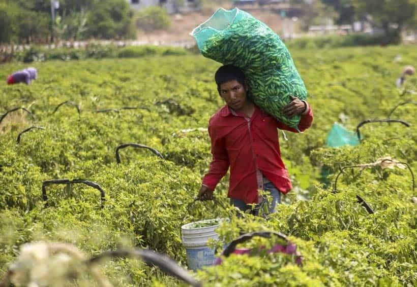 Registra México baja en el superávit agroalimentario