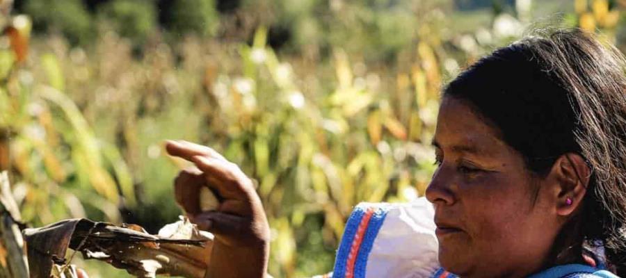 Por austeridad no se contratarán seguros al sector agropecuario Por austeridad no se contratarán seguros al sector agropecuario