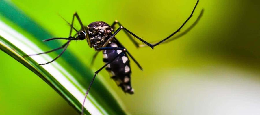 Advierte Salud que dengue podría ser un problema serio en Tabasco