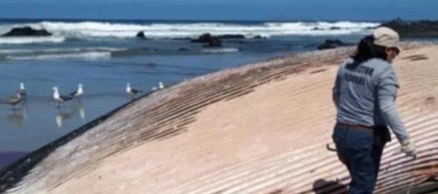 Encuentran ballena muerta de 18 metros de longitud en Playas de Rosarito B.C.
