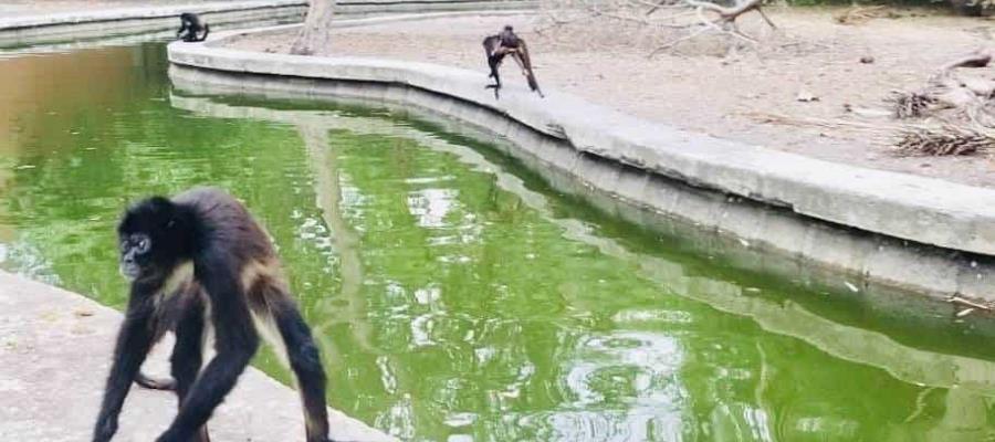 Por falta de presupuesto, Semarnat envía a zoológicos a 40 especímenes