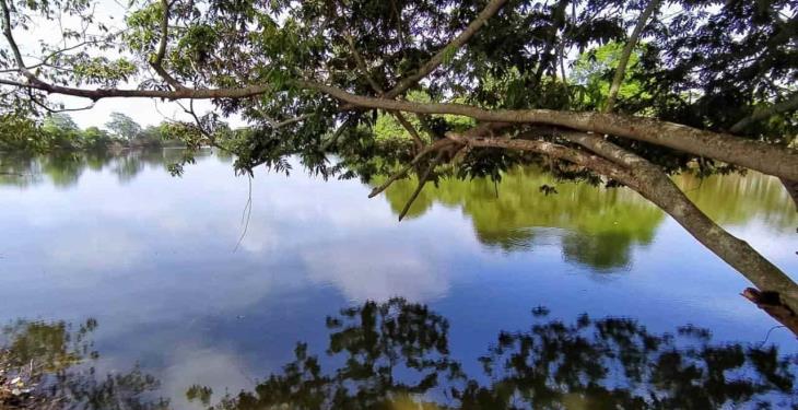 Vecinos organizados emprenden el rescate y reactivación de la laguna La Majahua. Vecinos organizados emprenden el rescate y reactivación de la laguna La Majahua.