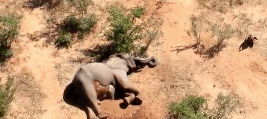 Más de 300 elefantes han muerto en los últimos dos meses en Botsuana, se desconocen las causas