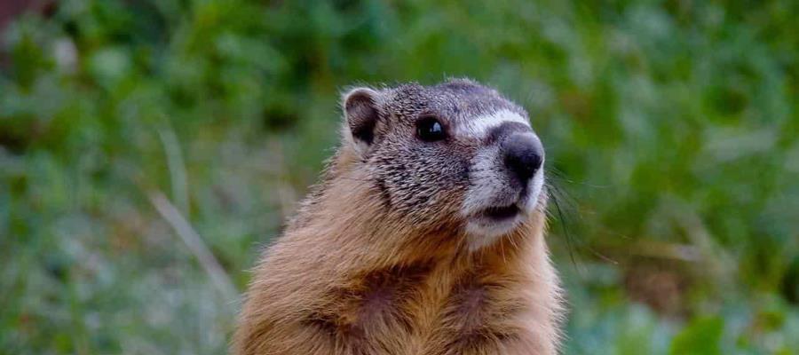 Ingesta de carne de marmota habría provocado dos casos de ‘peste negra’ en Mongolia