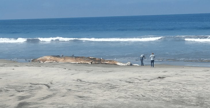 Localiza PROFEPA ballena varada en Playas de Rosario, Baja California