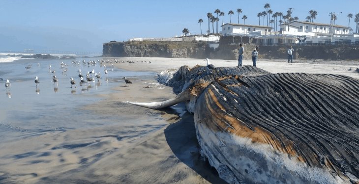 Localiza PROFEPA ballena varada en Playas de Rosario, Baja California
