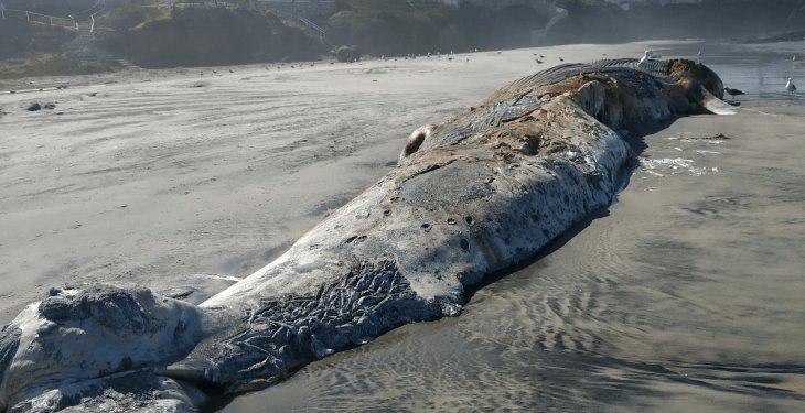 Localiza PROFEPA ballena varada en Playas de Rosario, Baja California