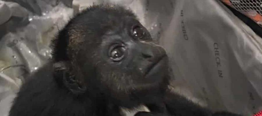 Rescata Guardia Nacional dos ejemplares de Mono aullador en Quintana Roo