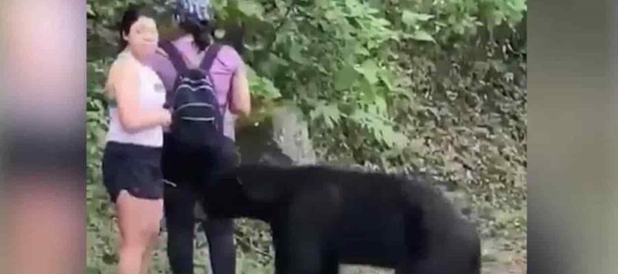 Castran a oso amistoso de Monterrey y será enviado a la sierra de Chihuahua