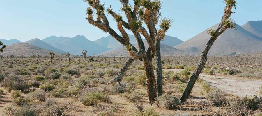 Se registra temperatura récord de 54.4ºC en el “Valle de la Muerte” en California