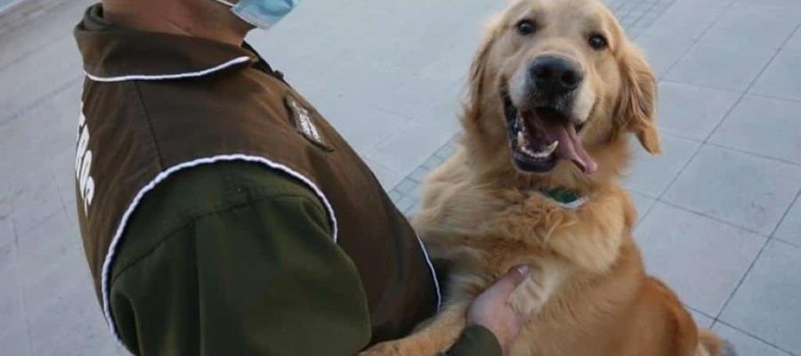 En Dubái hay perros entrenados para detectar Covid-19 en el aeropuerto En Dubái hay perros entrenados para detectar Covid-19 en el aeropuerto
