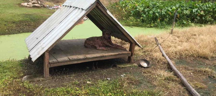 Abandonan a más de 3 mil perros en Tabasco por la pandemia del coronavirus: “Caninos 911”