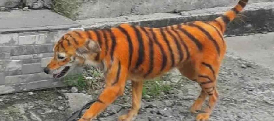Buscan en Malasia a quienes pintaron a perro como si fuera un tigre
