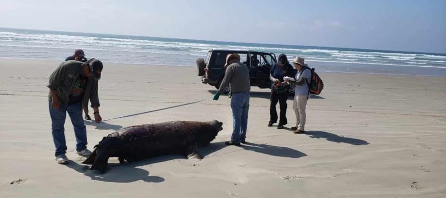 PROFEPA abre investigación por muerte de 137 lobos marinos en Baja California Sur PROFEPA abre investigación por muerte de 137 lobos marinos en Baja California Sur