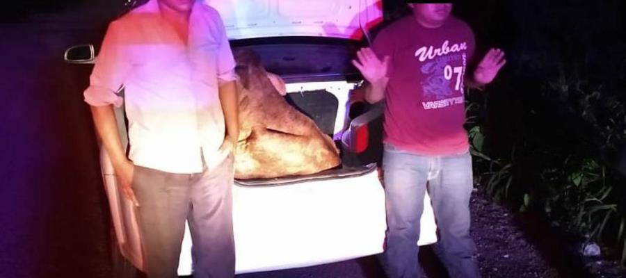Detienen a dos sujetos por el presunto robo de semoviente en Macuspana