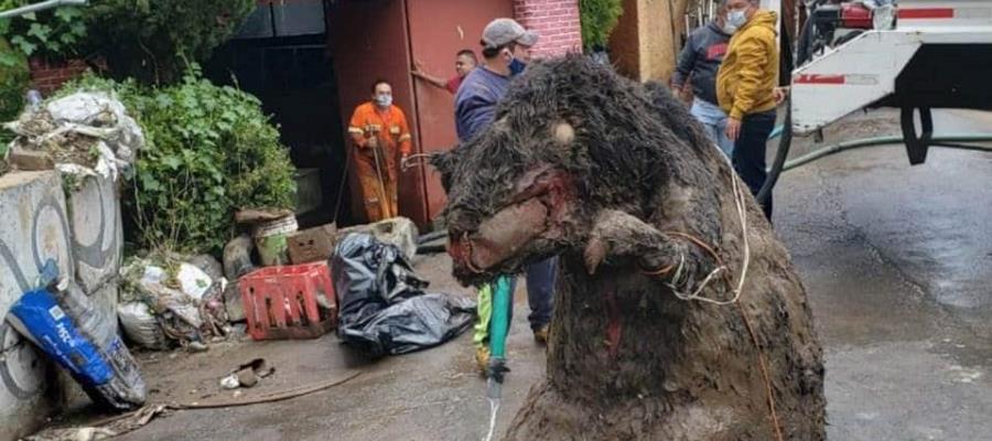 Localizan “rata gigante” en drenaje de la Ciudad de México; se trata de una botarga abandonada 