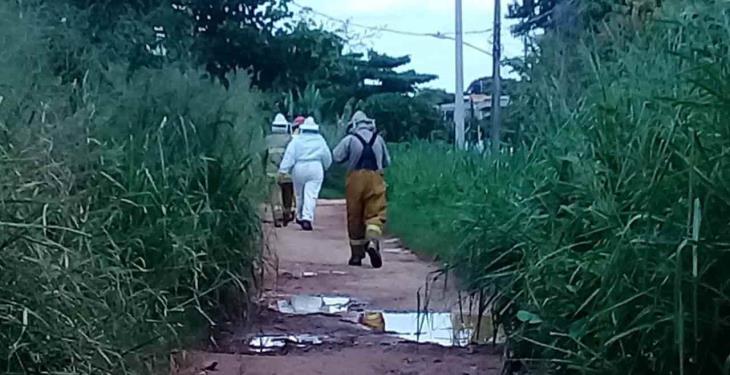 Fallece persona por ataque de abejas africanizadas en Gaviotas Sur; 50 personas fueron evacuadas
