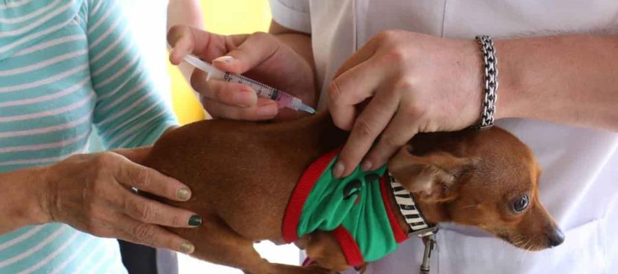 Aplicarán 314 mil vacunas antirrábicas gratuitas en Tabasco