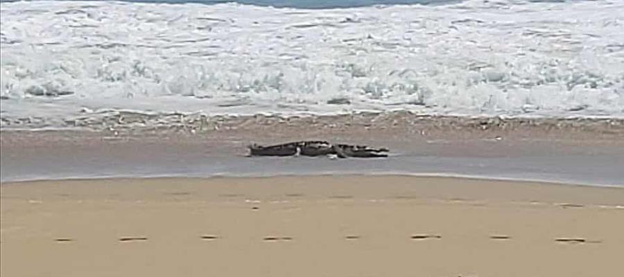 Avistan cocodrilo de casi tres metros en la playa de Pie de la Cuesta en Acapulco