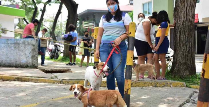 Acuden de manera responsable a vacunar a sus perros y gatos