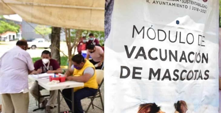 Acuden de manera responsable a vacunar a sus perros y gatos