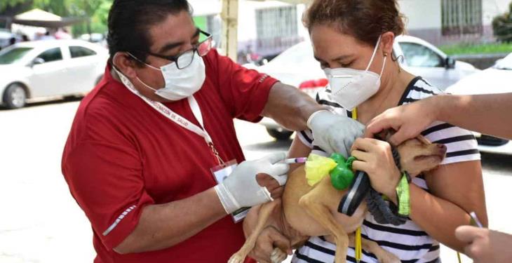 Acuden de manera responsable a vacunar a sus perros y gatos