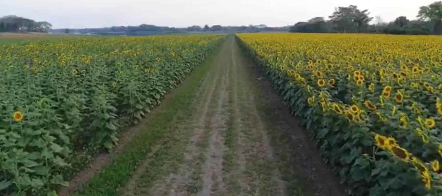 Por pandemia, Santuario de los Girasoles no realizará siembra, anuncia Comité Organizador Por pandemia, Santuario de los Girasoles no realizará siembra, anuncia Comité Organizador
