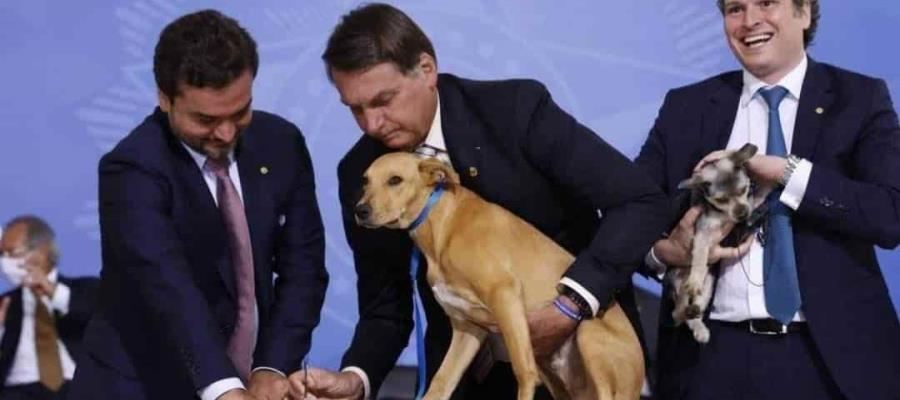 Promulga Jair Bolsonaro ley contra el maltrato animal