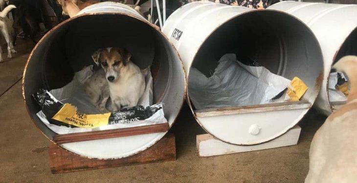 Busca Caninos 911 refugio para 153 perros, ante posible afectación de sus instalaciones por lluvias