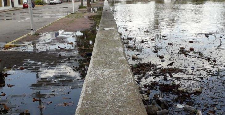 Hormigas habrían causado filtraciones en el muro de contención del malecón: PC