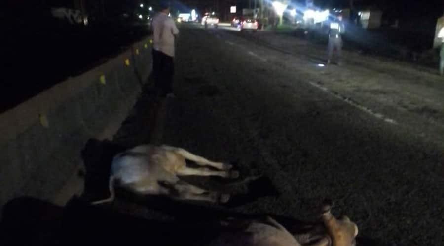 Se impacta auto contra 2 semovientes en la Villahermosa-Frontera