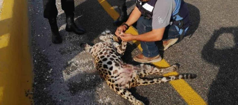 Confirma PROFEPA muerte de jaguar atropellado en Campeche