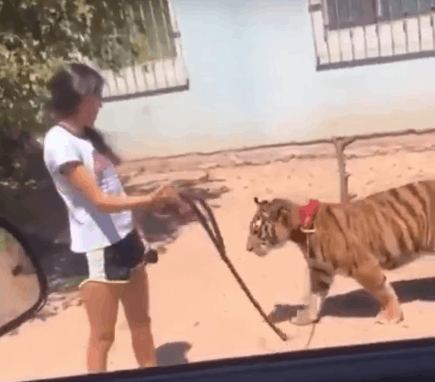Niña es captada por un automovilista cuando paseaba un tigre por la calle en Guasave, Sinaloa