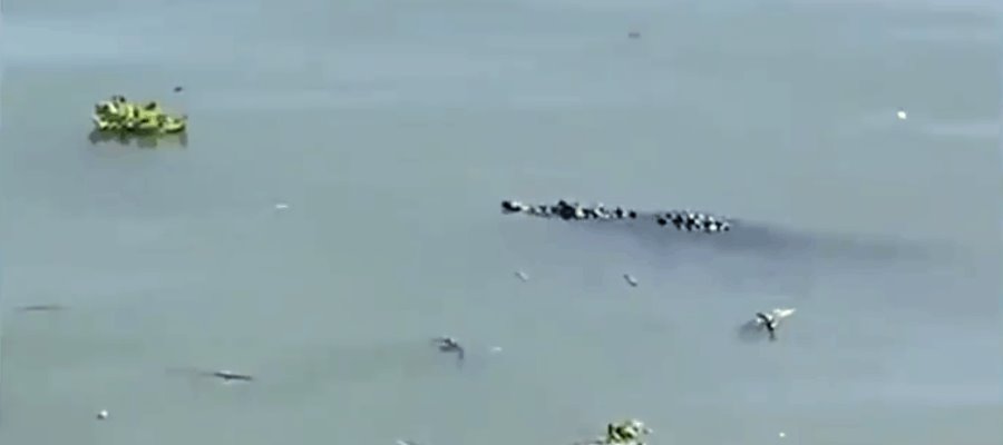 Viralizan en redes sociales el avistamiento de un cocodrilo en el Lago de Chapala