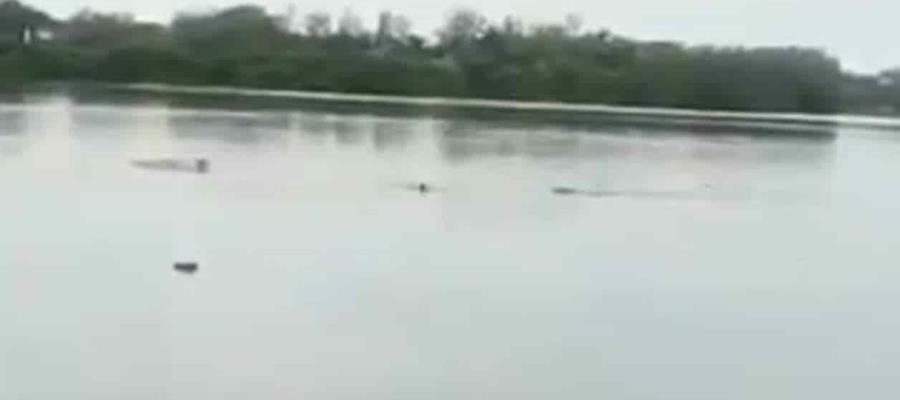 En Tamaulipas muere hombre tras ser atacado por un cocodrilo cuando se metió a nadar a laguna