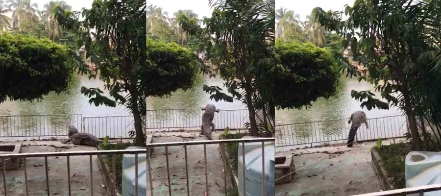 Captan a cocodrilo de gran tamaño en los alrededores de la Laguna de las Ilusiones Captan a cocodrilo de gran tamaño en los alrededores de la Laguna de las Ilusiones
