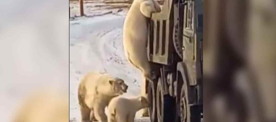 Captan a osos polares buscando comida en camión de basura en Rusia Captan a osos polares buscando comida en camión de basura en Rusia