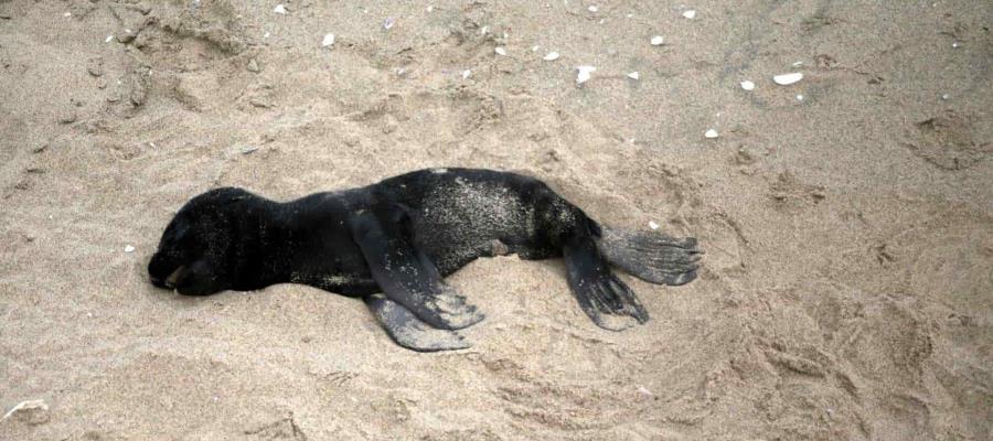 Mueren miles de focas en una playa de Namibia