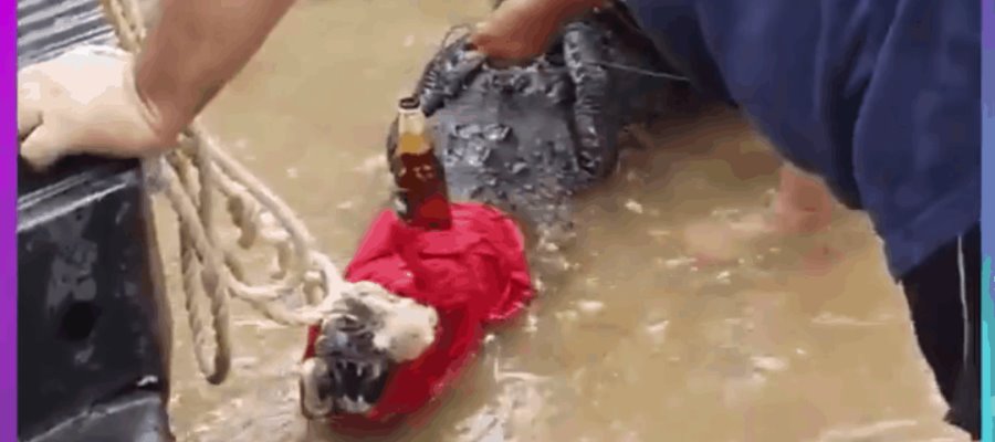 Capturan otro lagarto en el fraccionamiento Pagés Llergo; los habitantes le colocan una cerveza… ¡pa la foto!