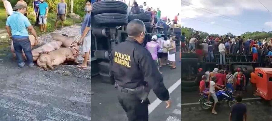 Vuelca tráiler en la carretera Campeche-Mérida; se llevan más de 200 cerdos