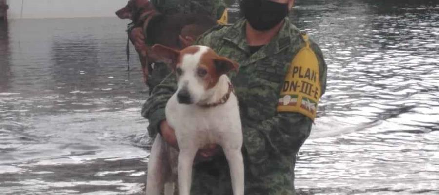 Contabiliza “Caninos 911” más de 50 perros ahogados en las inundaciones; sus dueños los abandonaron Contabiliza “Caninos 911” más de 50 perros ahogados en las inundaciones; sus dueños los abandonaron
