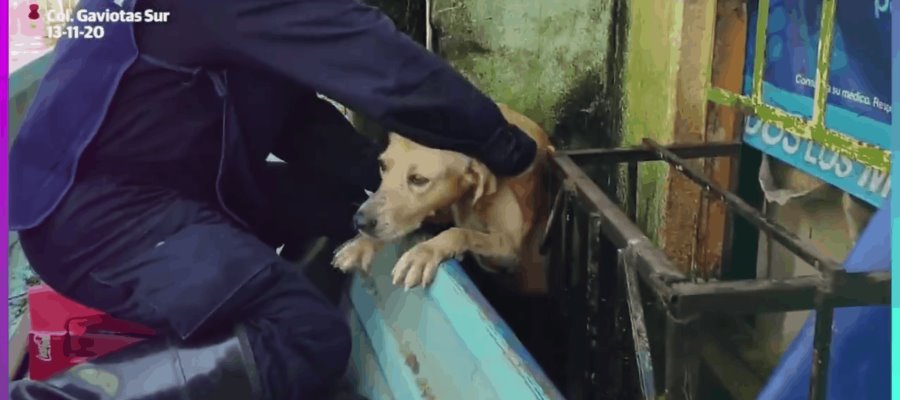 Adopta la Marina a canino rescatado en Gaviotas Sur